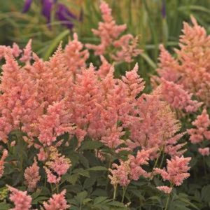 Close-up of pink, orange astilbe flowers on Peach Blossom Astilbe blooming in early summer.