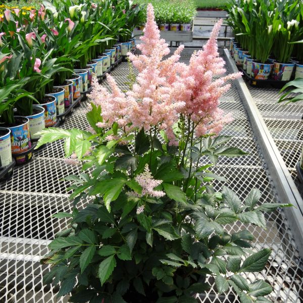 Perennial foliage of Peach Blossom Astilbe (Astilbe x 'Peach Blossom') in a garden setting.