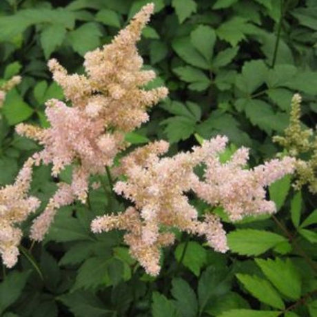 Peach Blossom Astilbe (Astilbe x 'Peach Blossom'), a perennial featuring pink, orange flowers and perennial.