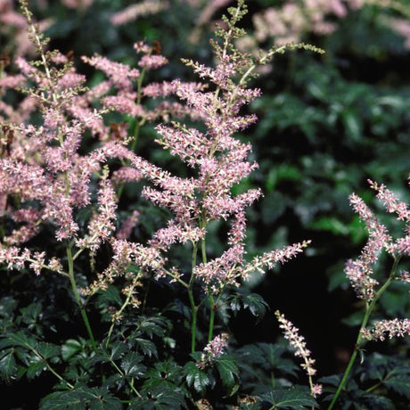 Close-up of pink astilbe flowers on Sprite Dwarf Astilbe blooming in early summer to late summer.