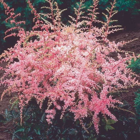 Sprite Dwarf Astilbe (Astilbe simplicifolia 'Sprite'), a perennial featuring pink flowers and perennial.