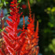 Plants Under $30