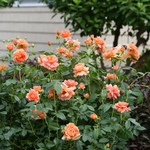 At Last hybrid tea rose shrub covered in peach-orange double blooms and buds in a garden border.