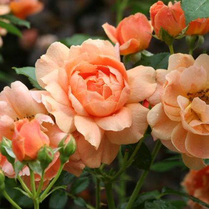 At Last® Hybrid Tea Rose (Rosa x 'HORCOGJIL'), a shrub featuring pink, orange flowers and deciduous.
