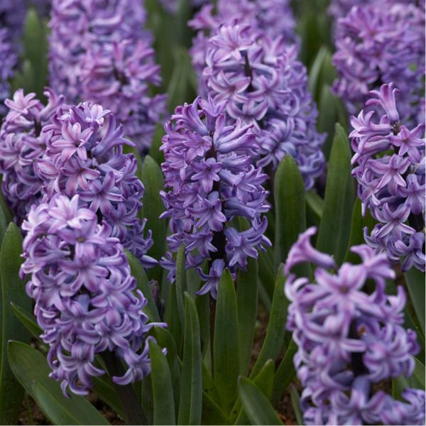 Atlantic Hyacinth - Nature Hills Nursery - 6 Pack Bulbs - 