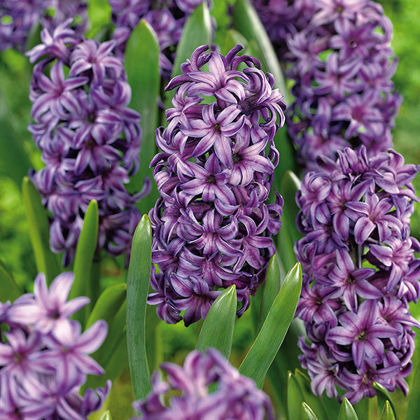 Atlantic Hyacinth