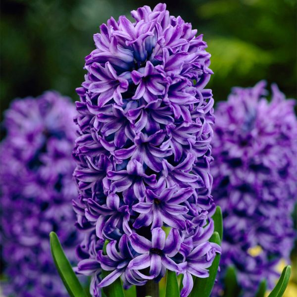 Atlantic Hyacinth