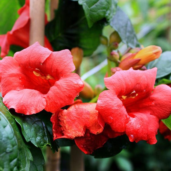 trumpet vine herbicide Atomic Red Trumpet Vine