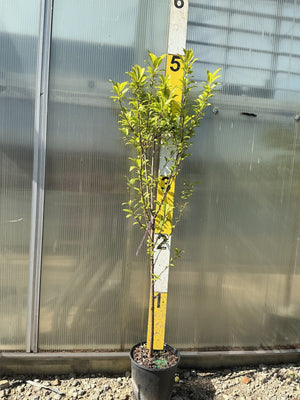 AU Rosa Japanese Plum (Prunus salicina 'AU Rosa') plant, crop photo - May 14, 2026