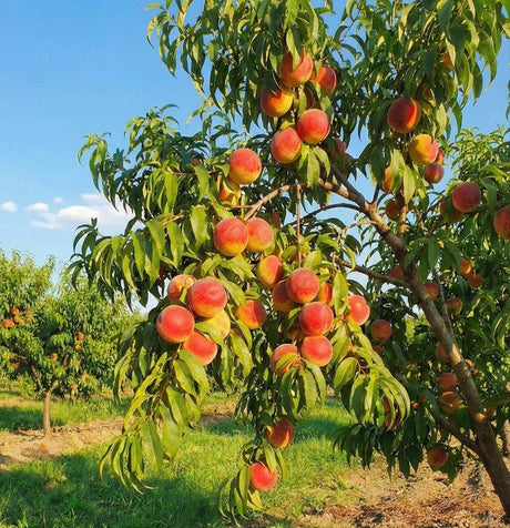 August Lady Peach (Prunus persica 'August Lady'), a tree featuring open, rounded form.