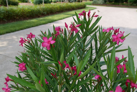 Austin Pretty Limits Oleander shrub, front view