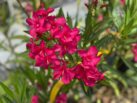 Austin Pretty Limits Oleander shrub, side view