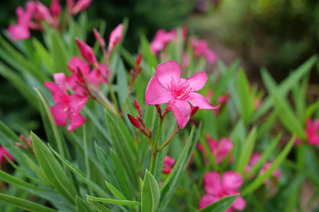 Austin Pretty Limits Oleander shrub, detail view