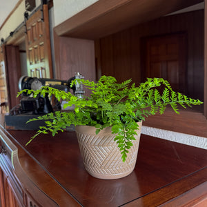 Asplenium x 'Austral Gem' Fern in a 6 inch pot, view 2