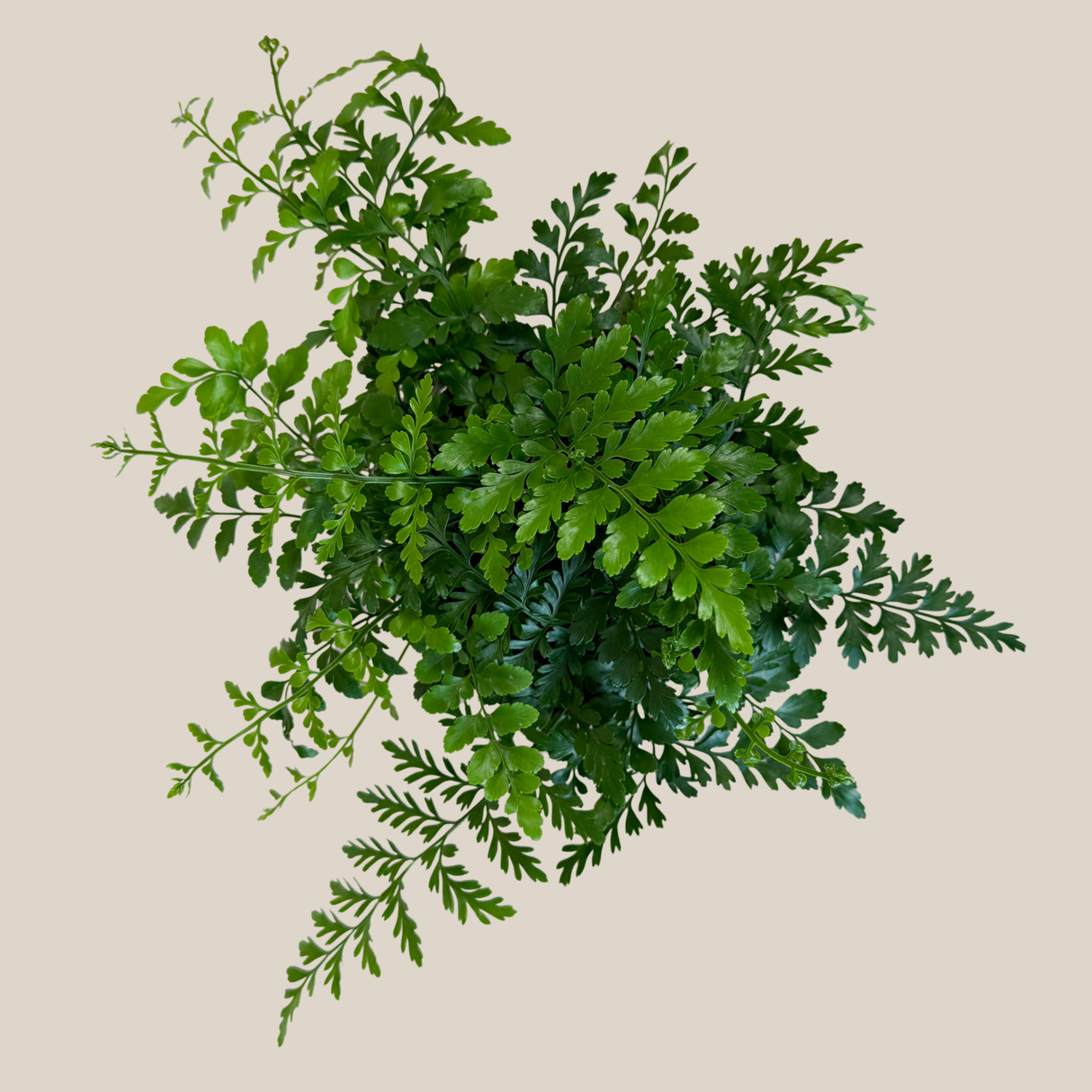Asplenium x 'Austral Gem' Fern in a 6 inch pot, view 3