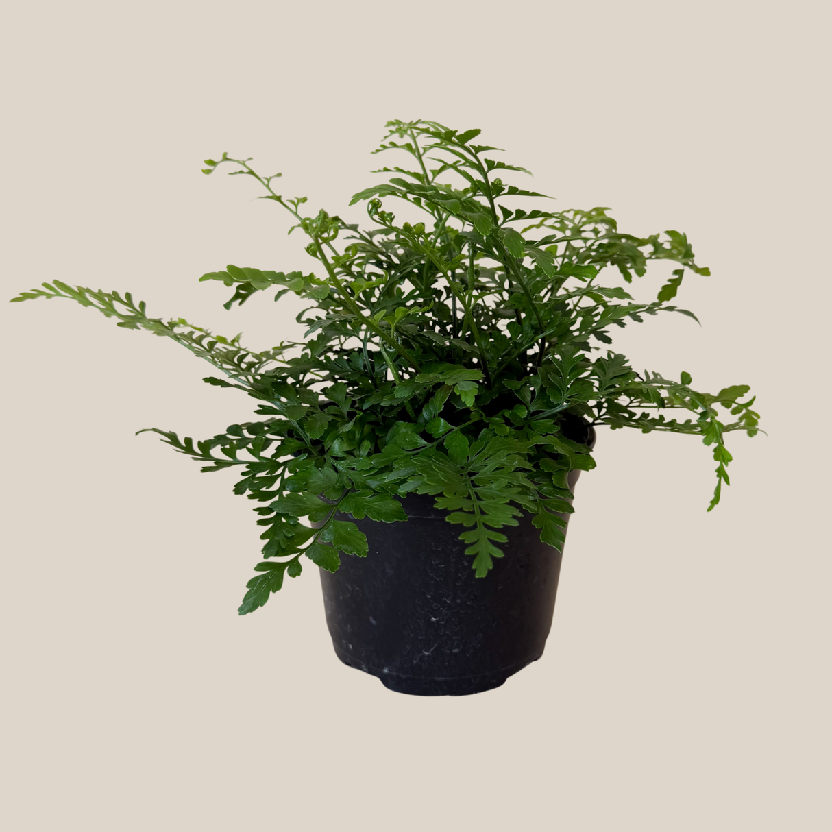 Asplenium x 'Austral Gem' Fern in a 6 inch pot, view 4
