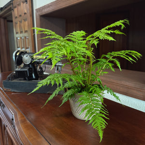 Australian Tree Fern in a 6 inch pot, view 2