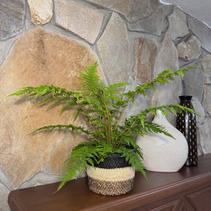 Australian Tree Fern in a 6 inch pot