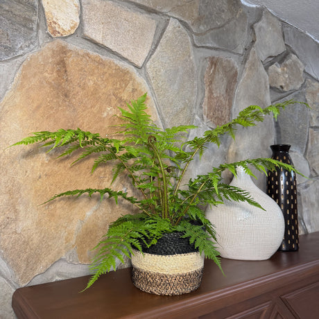 Australian Tree Fern in a 6 inch pot