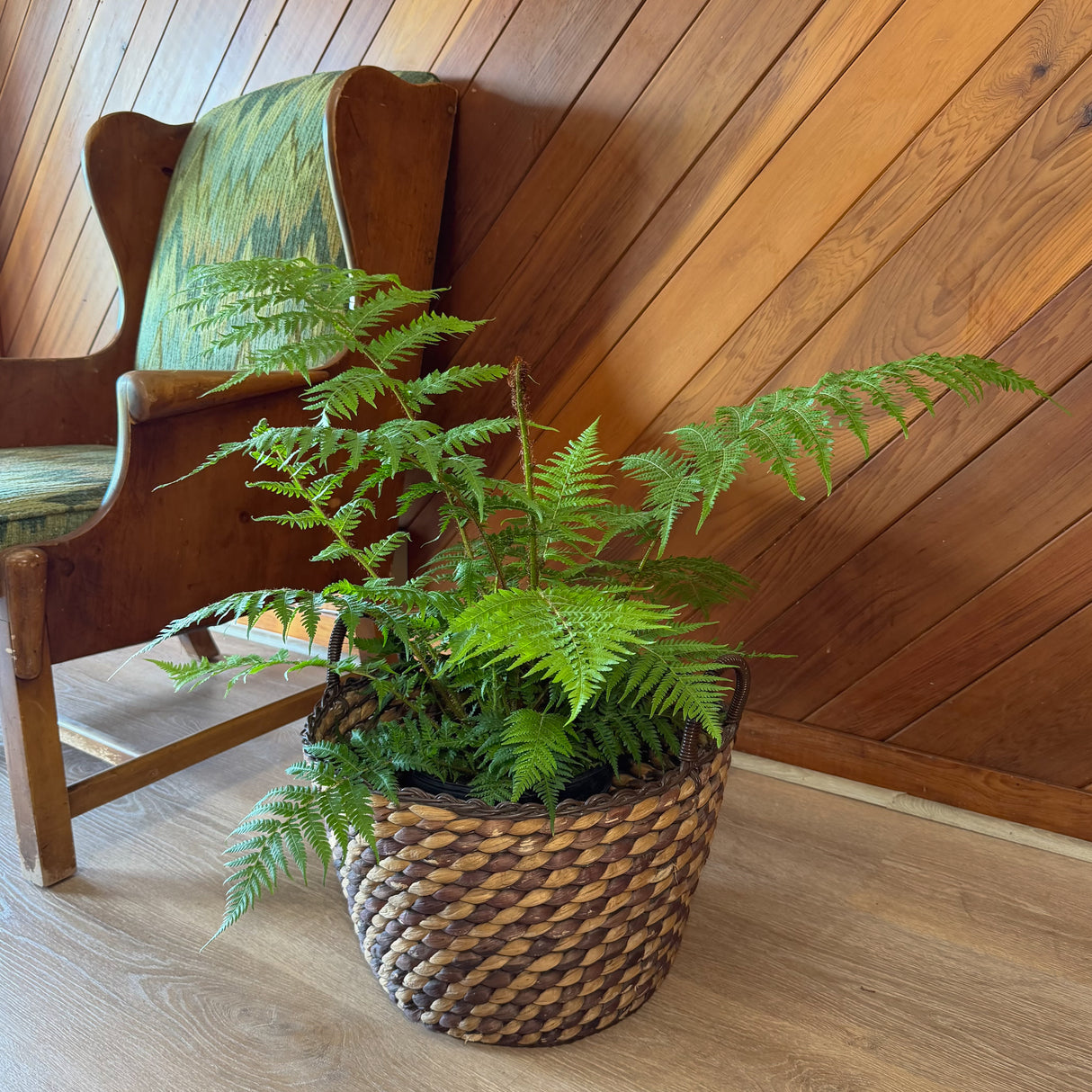 Australian Tree Fern in an 8 inch pot, view 2