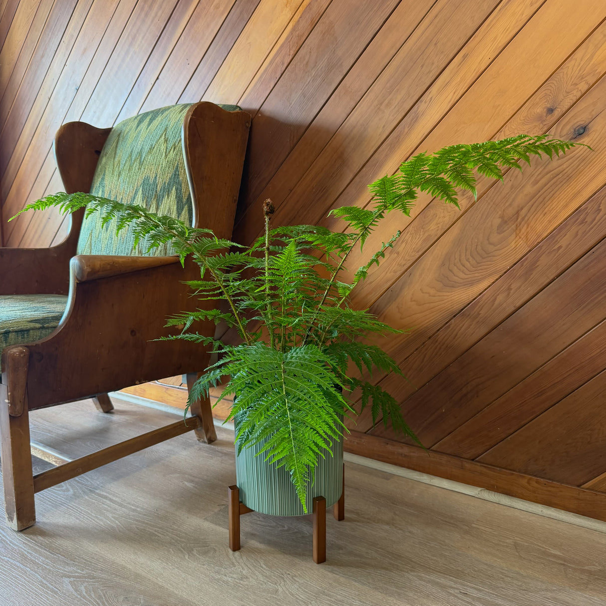 Australian Tree Fern in an 8 inch pot