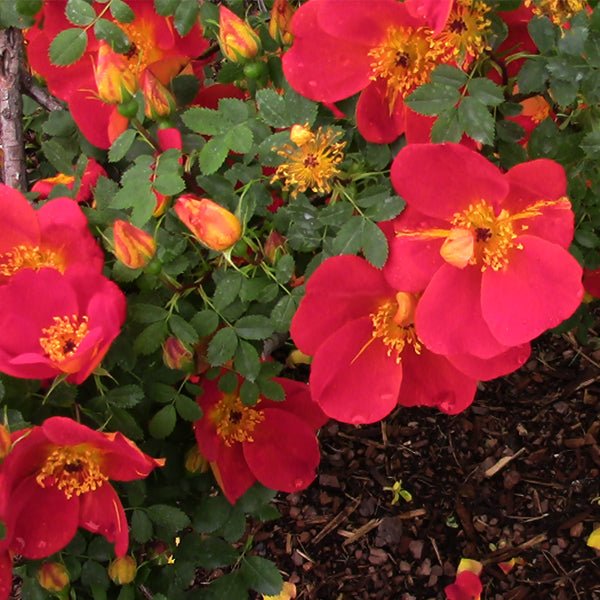 Austrian Copper Shrub Rose - Nature Hills Nursery - #2 Container - 