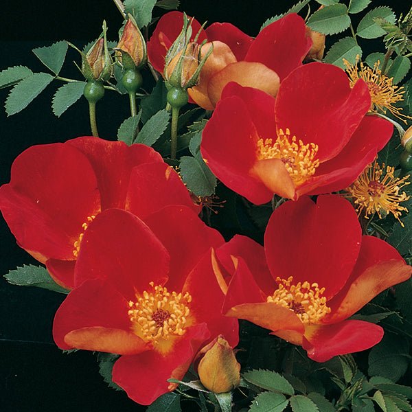 Austrian Copper Shrub Rose - Nature Hills Nursery - #2 Container - 