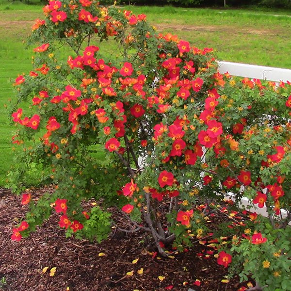 Austrian Copper Shrub Rose - Nature Hills Nursery - #2 Container - 