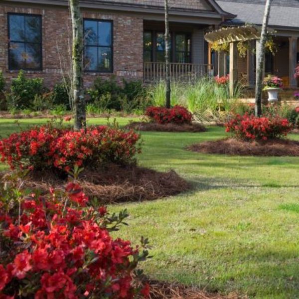 Encore? Autumn Embers? Azalea