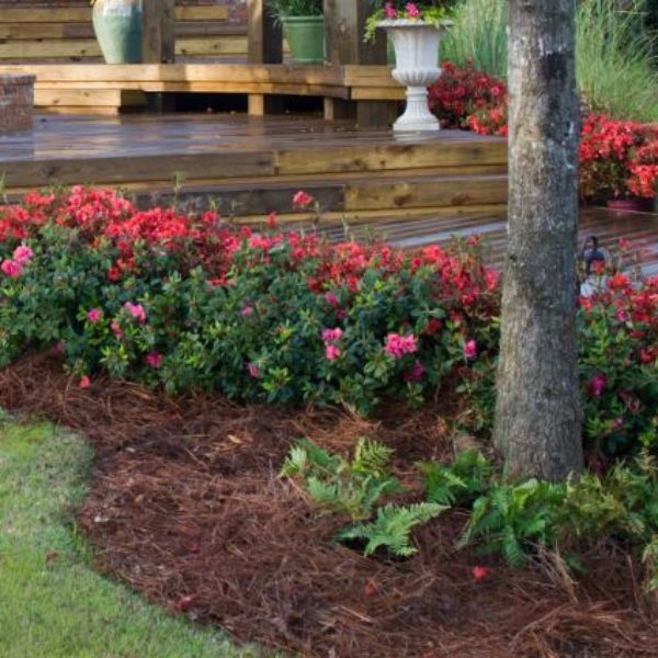 Encore? Autumn Embers? Azalea