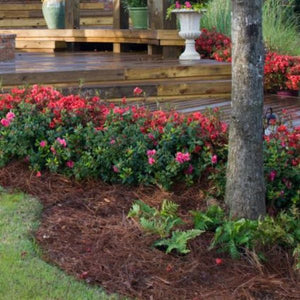 Encore? Autumn Embers? Azalea
