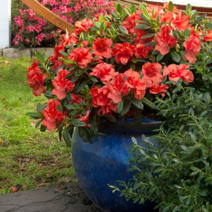 Encore? Autumn Embers? Azalea
