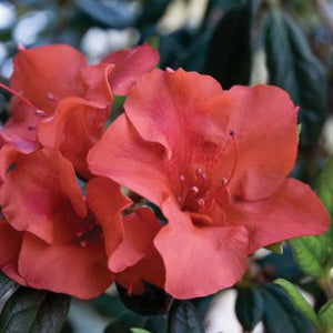Encore? Autumn Embers? Azalea