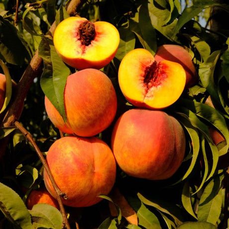 Autumn Flame Peach Tree - Nature Hills Nursery - Paper Pot 4 - 5 Feet - 