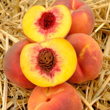 Autumn Flame Peach Tree - Nature Hills Nursery - Paper Pot 4 - 5 Feet - 