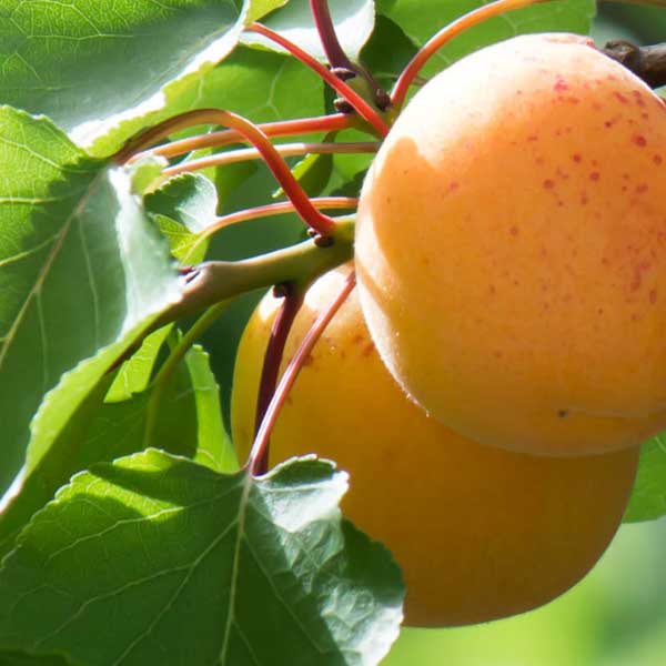 Autumn Glo Apricot Tree - Nature Hills Nursery - Paper Pot 4 - 5 Feet - 
