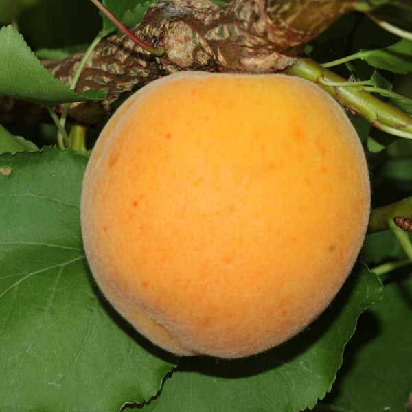 Autumn Glo Apricot Tree - Nature Hills Nursery - Paper Pot 4 - 5 Feet - 