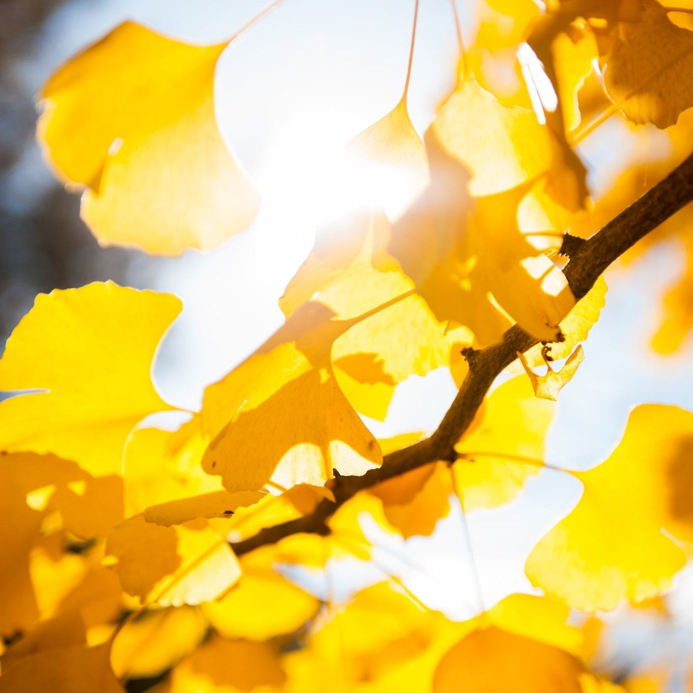 Autumn Gold Ginkgo tree branch with bright yellow fall foliage backlit by sunlight against a blue sky.