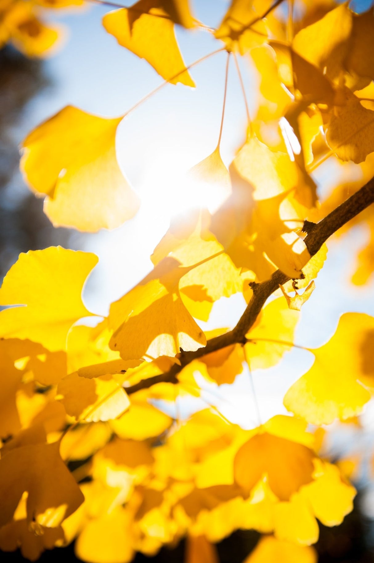 Autumn Gold Ginkgo tree branch with bright yellow fall foliage backlit by sunlight against a blue sky.