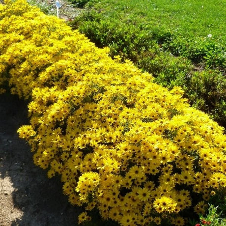 Autumn Gold Willowleaf Sunflower - Nature Hills Nursery - #1 Container - 