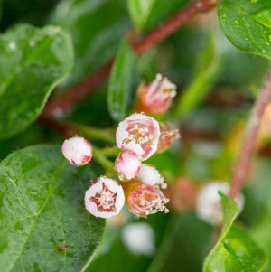 First Editions? Autumn Inferno? Cotoneaster