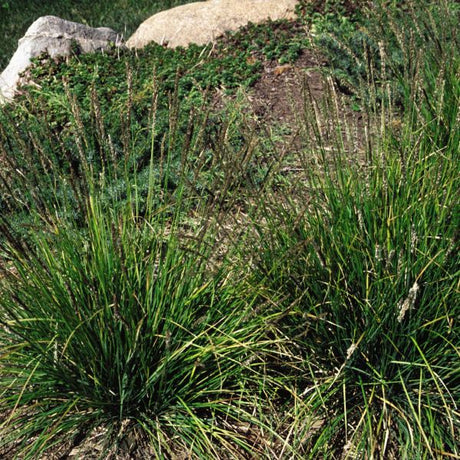 Autumn Moor Grass - Nature Hills Nursery - #1 Container - 