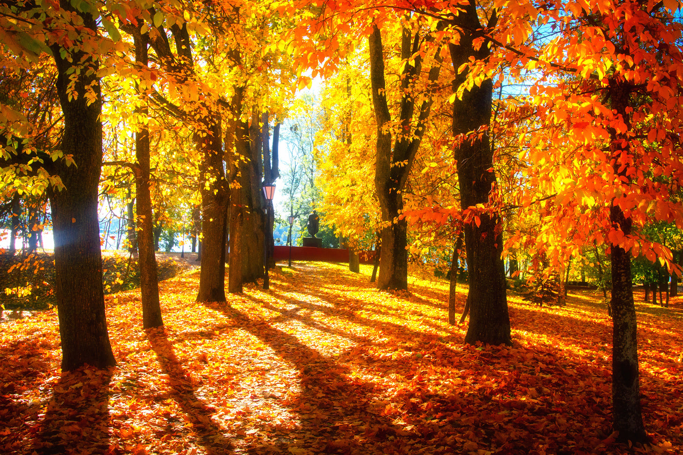 Sunlit autumn park pathway lined with golden and orange deciduous trees casting long shadows over a carpet of fallen leaves.