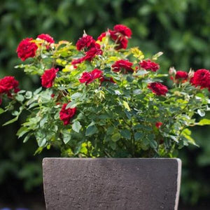Autumn Sunblaze&reg; Miniature Rose