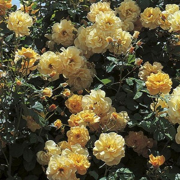 Autumn Sunset&reg; Climbing Rose - Nature Hills Nursery - #2 Container - 