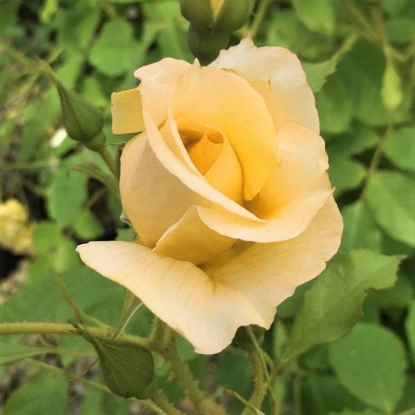 Autumn Sunset&reg; Climbing Rose - Nature Hills Nursery - #2 Container - 