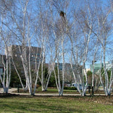 Avalanche™ Birch Tree - Nature Hills Nursery - #7 Container 3 - 4 Feet Multi Stem - 