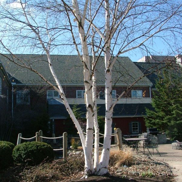 Avalanche™ Birch Tree - Nature Hills Nursery - #7 Container 3 - 4 Feet Multi Stem - 