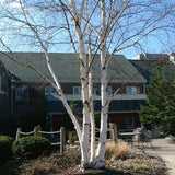 Avalanche™ Birch Tree - Nature Hills Nursery - #7 Container 3 - 4 Feet Multi Stem - 
