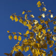Avalanche™ Birch Tree - Nature Hills Nursery - #7 Container 3 - 4 Feet Multi Stem - 
